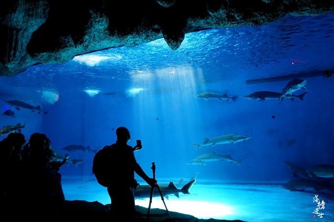 泉城欧乐堡动物王国夏天怎么去,泉城欧乐堡梦幻世界星空过山车