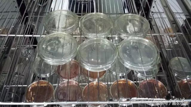 水中微生物检测方法,微生物检测知识大全