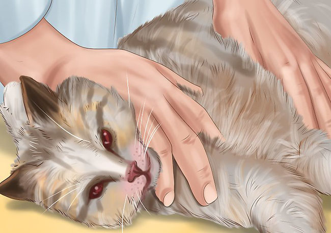 猫咪疾病科普猫咪感冒吃什么药,猫咪皮肤病咨询