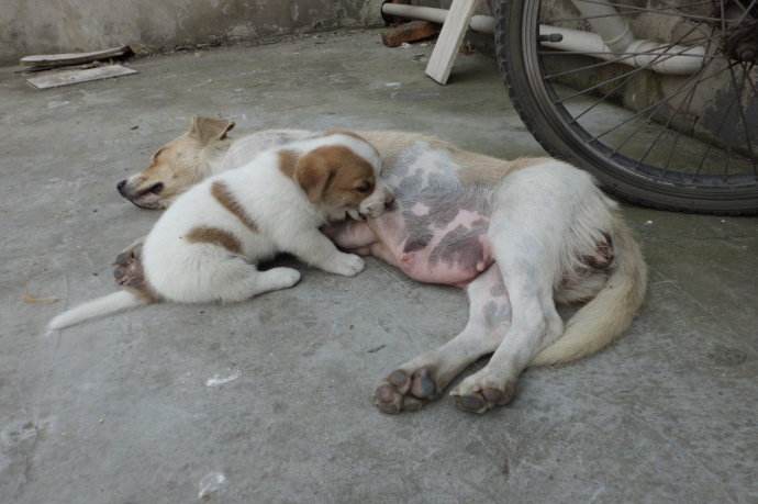 怀孕母狗35天为什么是最危险期,农村养的母猫一直生小猫怎么办