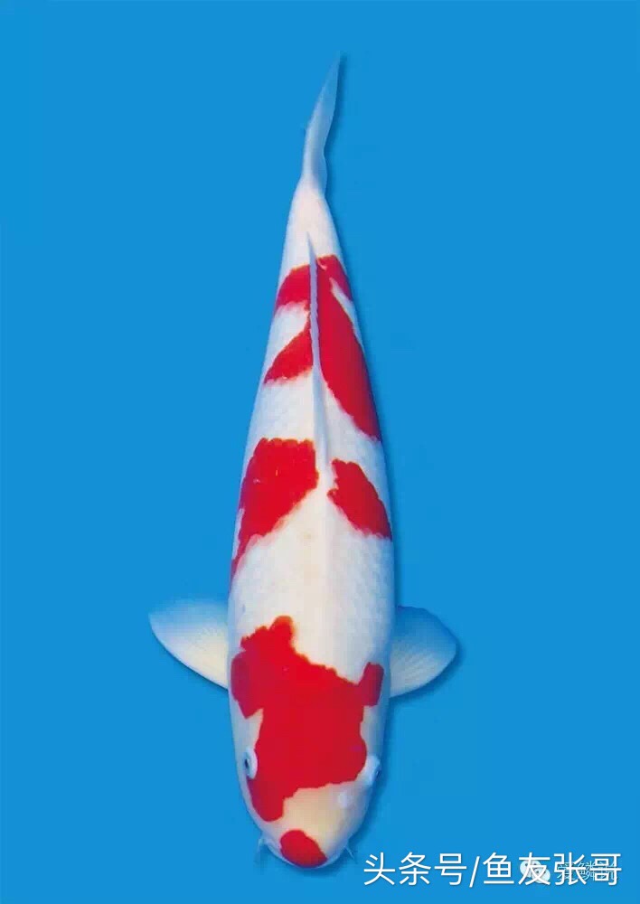 锦鲤鱼交叉感染掉鳞烂肉怎么治疗,锦鲤鱼烂肉用甲硝唑撒鱼缸行吗