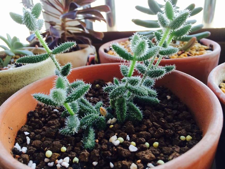 叶子粗圆硬有花纹的多肉植物,苍耳多肉植物