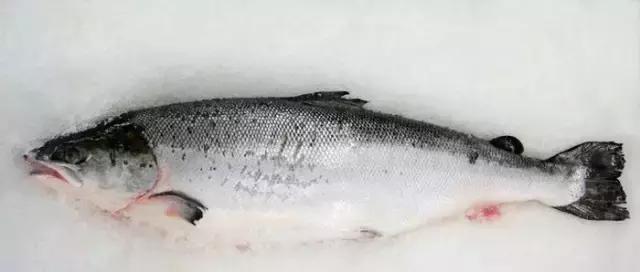 大西洋鲑鱼和挪威三文鱼的区别,我们吃的三文鱼怎么来的