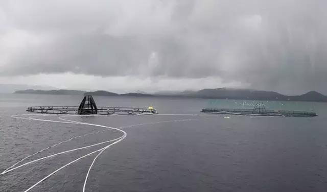 大西洋鲑鱼和挪威三文鱼的区别,我们吃的三文鱼怎么来的