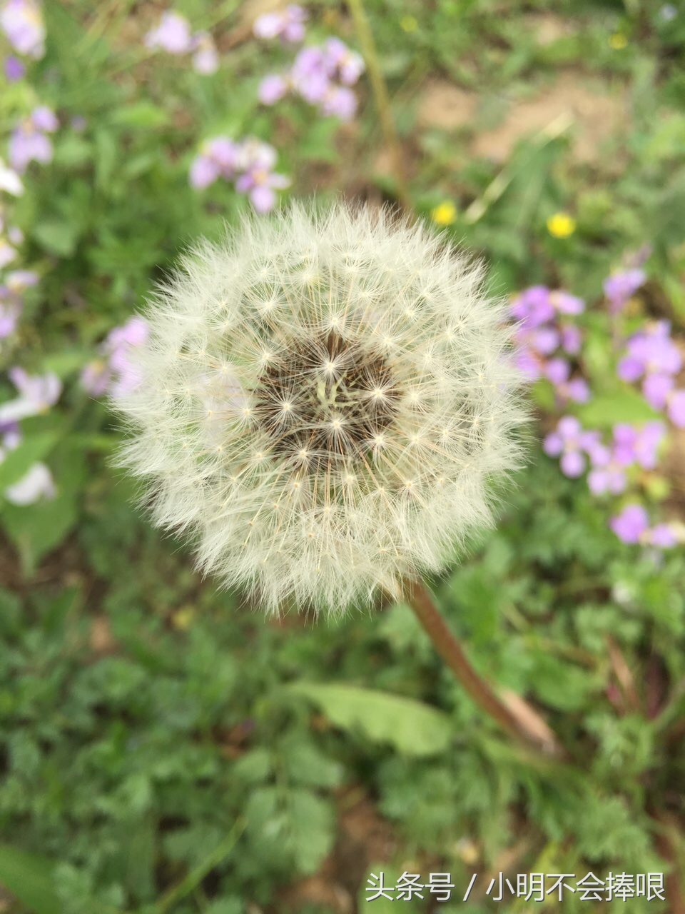 手机拍摄高清摄影,手机拍摄顶级摄影