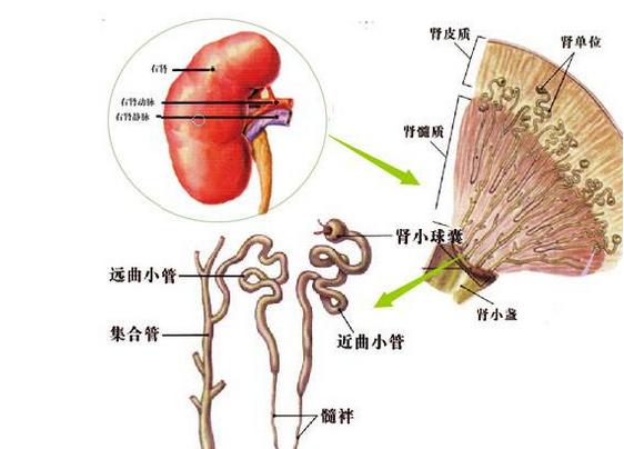 肾功能不全的早期症状和不适表现,肾功能不全的治疗和注意事项