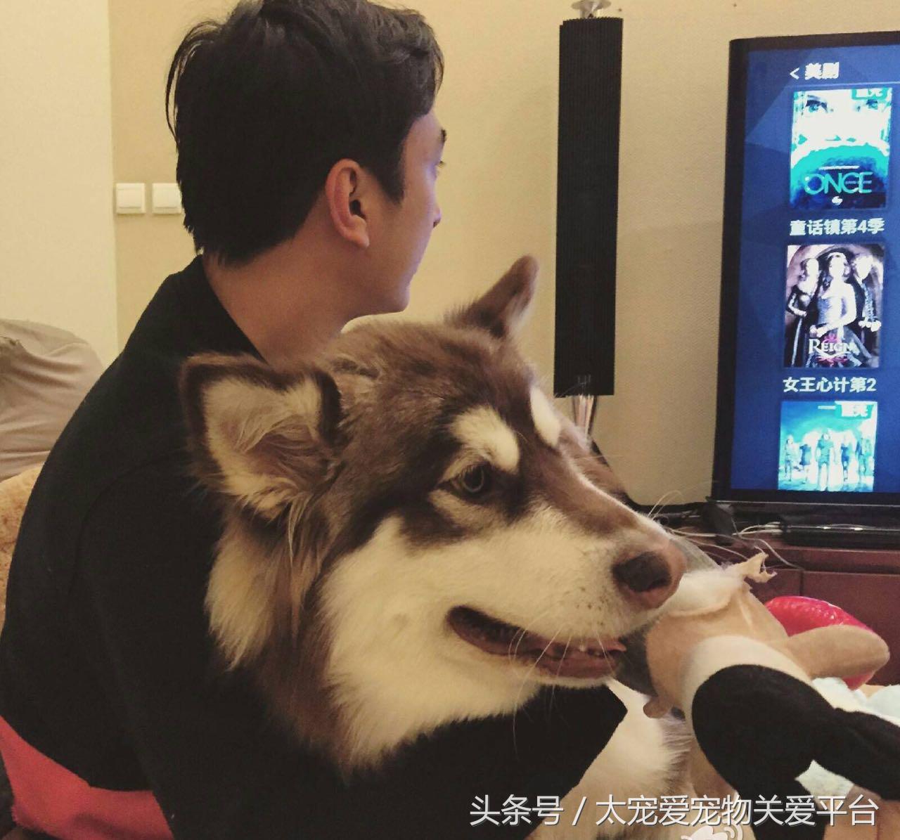 阿拉斯加犬活宠,一周照顾一次的宠物