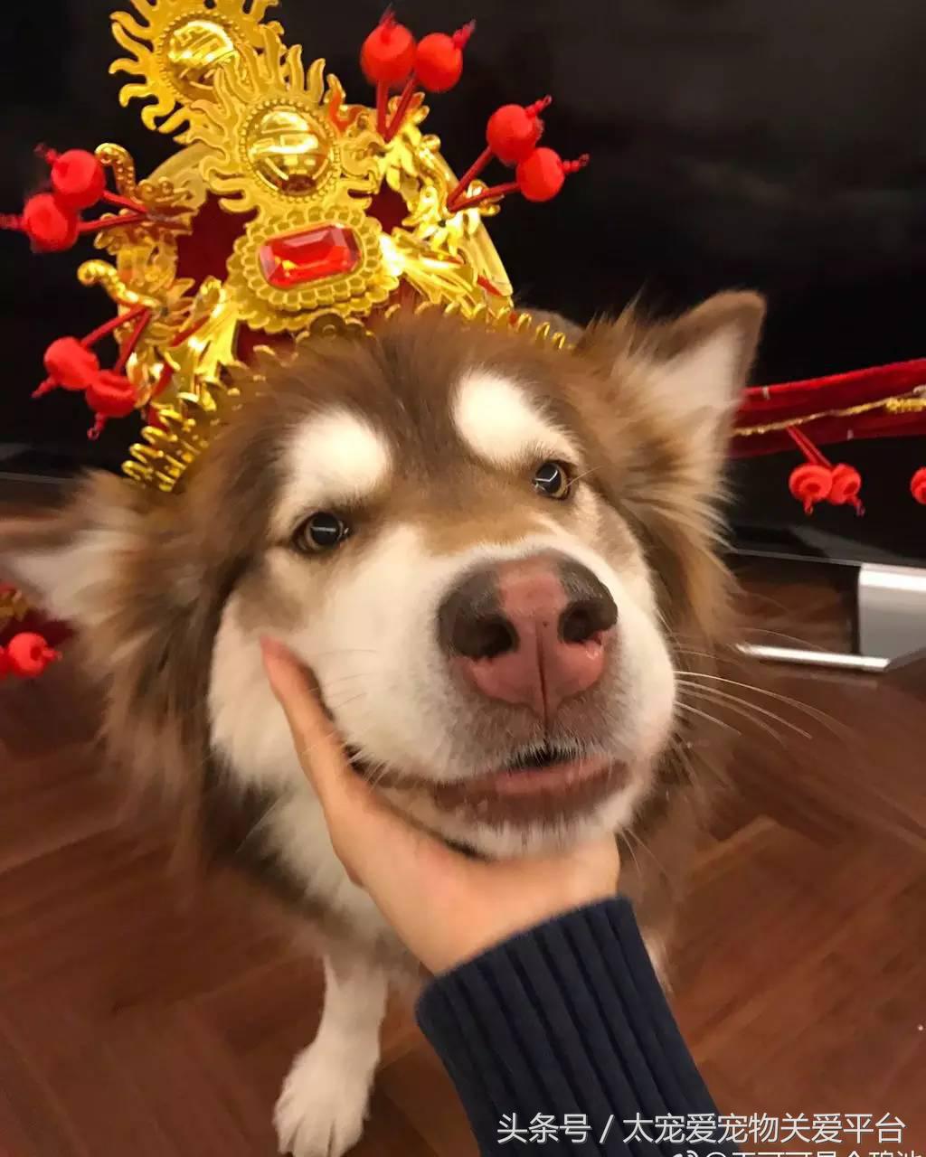 阿拉斯加犬活宠,一周照顾一次的宠物