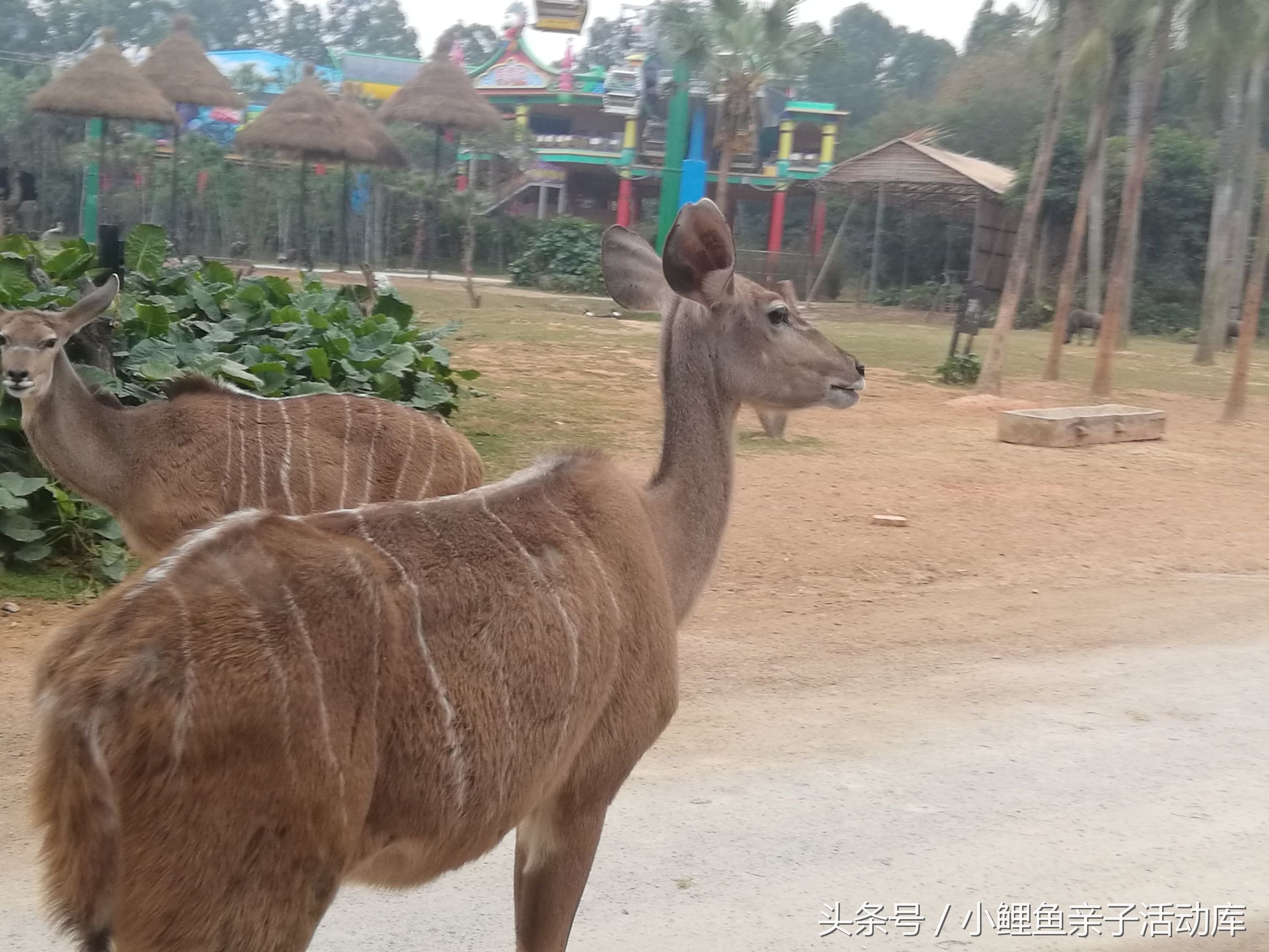 长隆动物园亲子游攻略,广州长隆4园2天1夜亲子游攻略