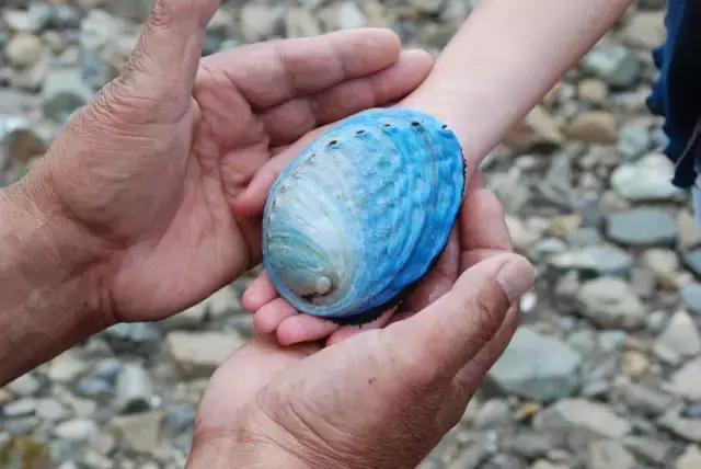 新西兰7种绝美海鲜与河鲜,新西兰海鲜有哪些