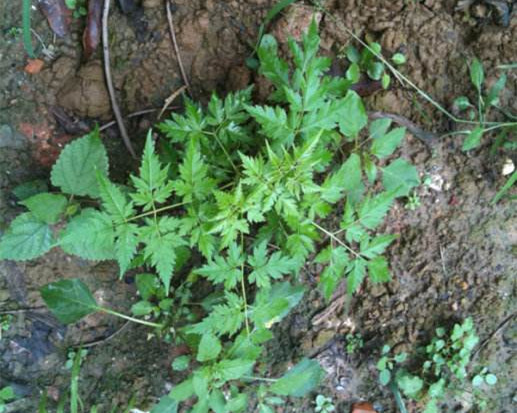 苦楝树全身都是苦的吗,苦楝树为什么消失了