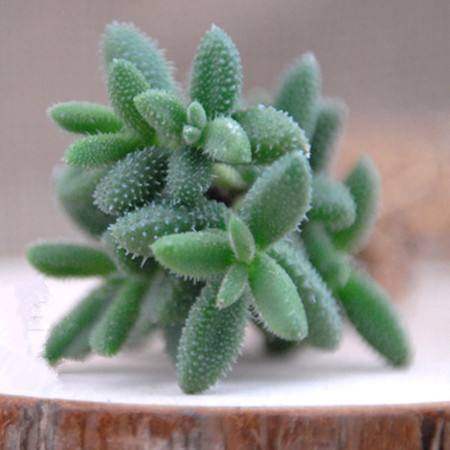 叶子粗圆硬有花纹的多肉植物,苍耳多肉植物