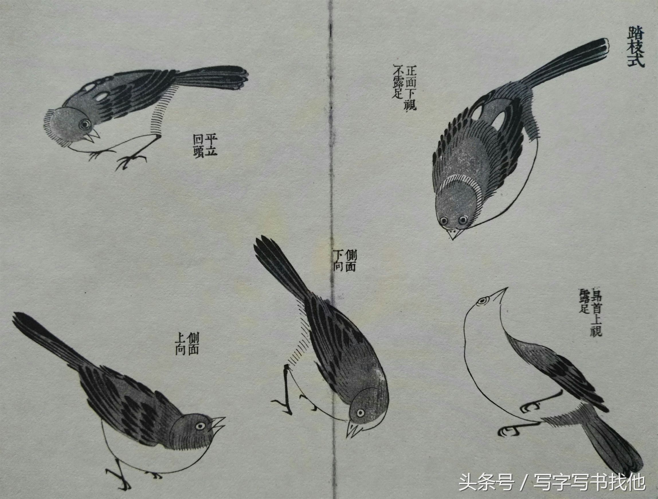 100幅鸟的画法内附绘画步骤,画鸟初学者入门步骤