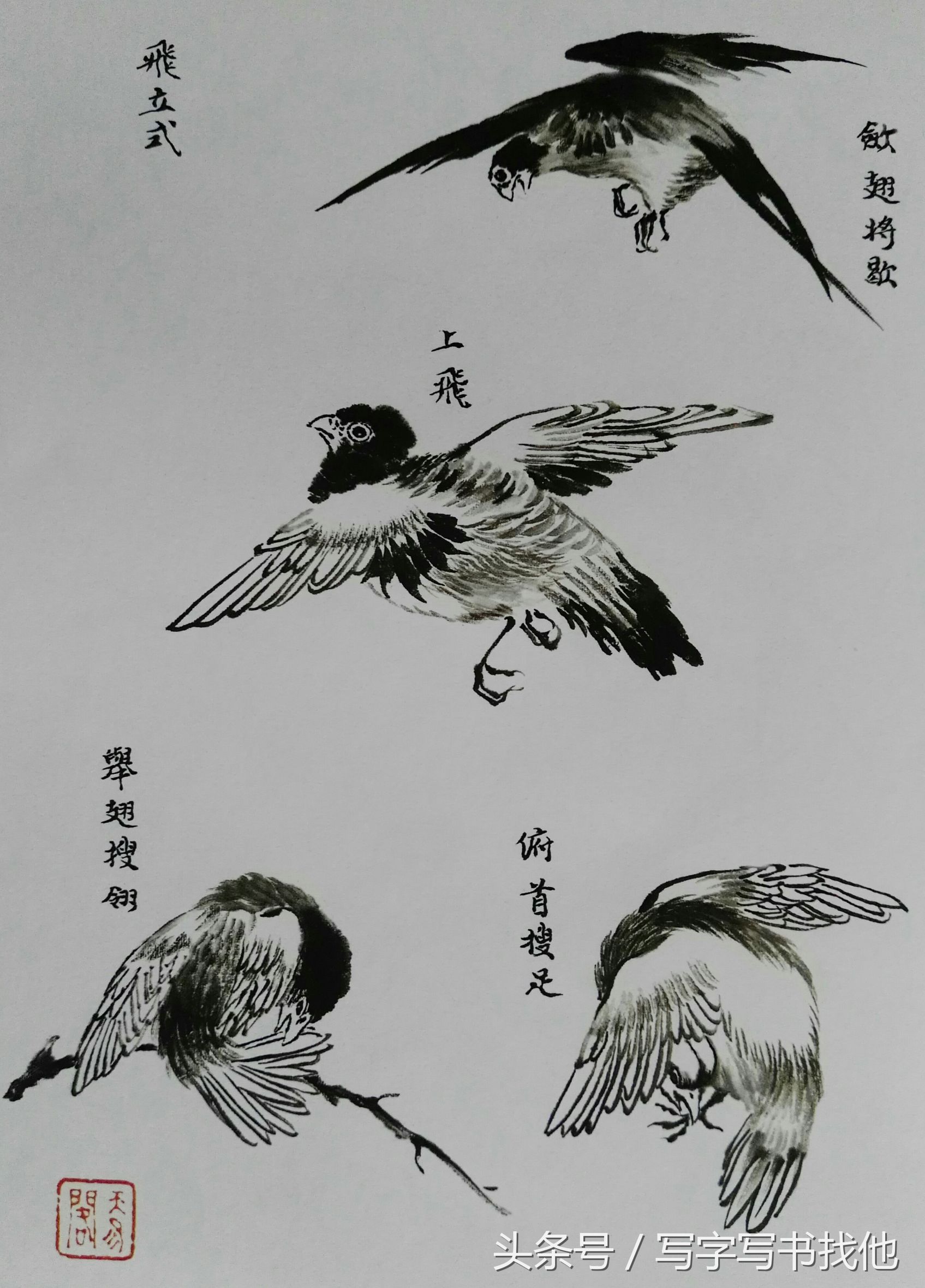 100幅鸟的画法内附绘画步骤,画鸟初学者入门步骤