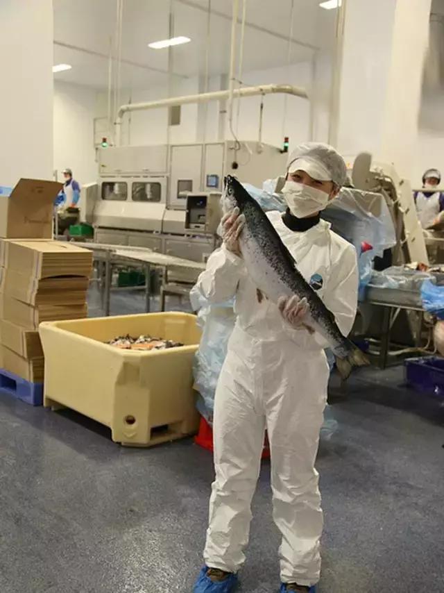 大西洋鲑鱼和挪威三文鱼的区别,我们吃的三文鱼怎么来的