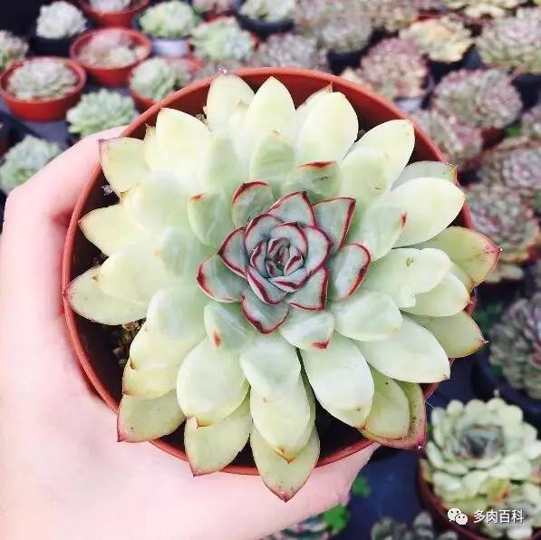 多肉黑茎怎么治,多肉黑叶枯萎怎么办