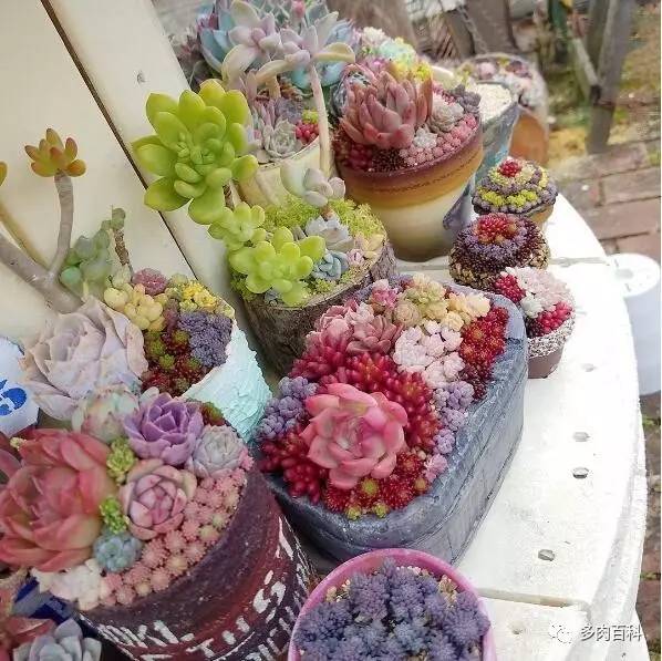 多肉黑茎怎么治,多肉黑叶枯萎怎么办