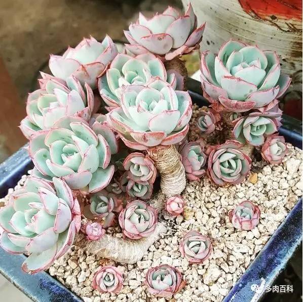 多肉黑茎怎么治,多肉黑叶枯萎怎么办