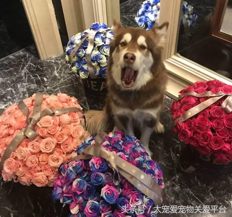 阿拉斯加犬活宠,一周照顾一次的宠物