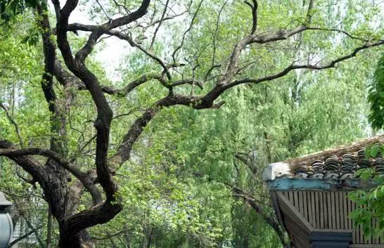 2022春节成都周边有年味的古镇,成都周边旅游人气最旺的十大古镇