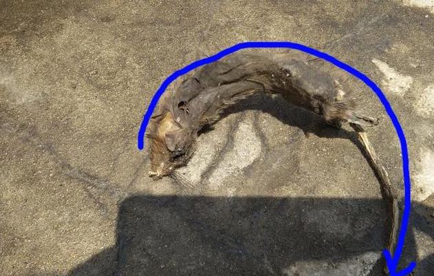 发动机舱进老鼠有什么风险,如何避免发动机舱进老鼠