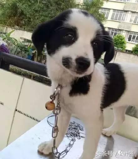 泰迪三千买的贵不贵,三千左右的贵泰迪