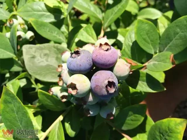 宜宾屏山蓝莓基地采摘园在哪,宜宾蓝莓采摘基地多久可以摘