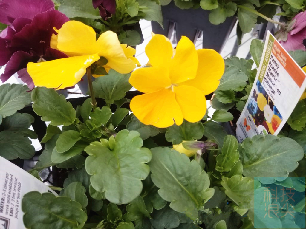 小米air2se和redmibuds3对比,小米3平板多大屏幕