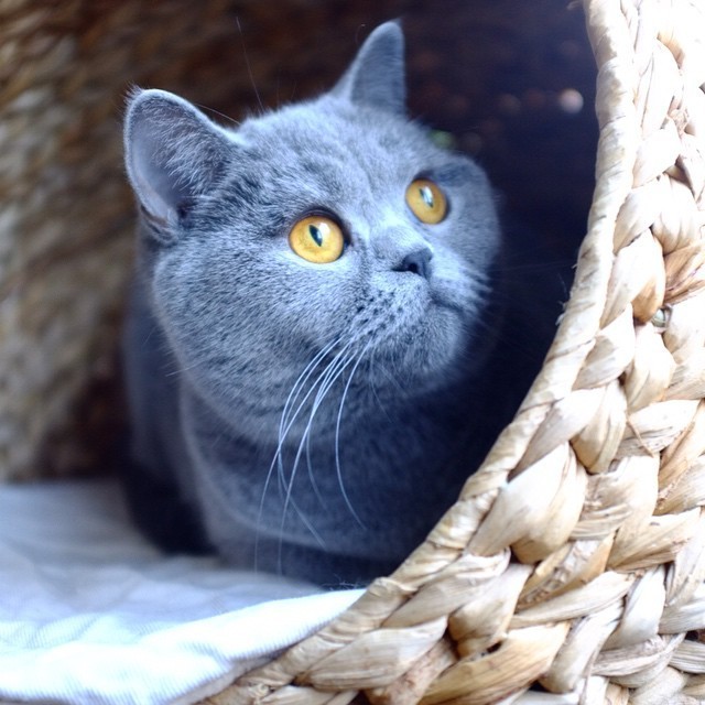 养猫手册如何养好一只猫,养猫喂养小技巧