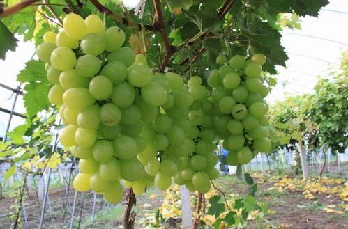 植物王国奇迹果,水果王国植物图鉴系列