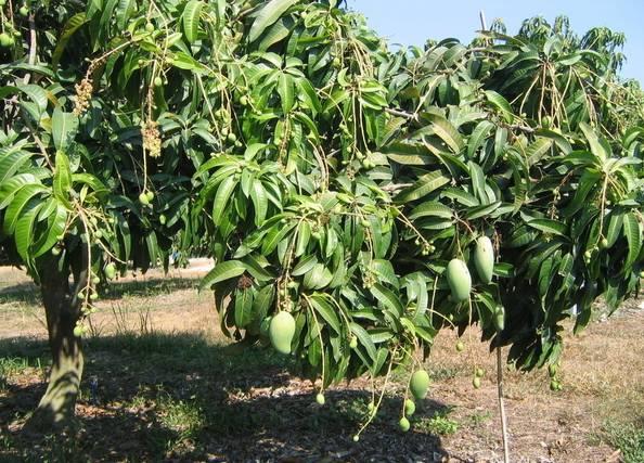 植物王国奇迹果,水果王国植物图鉴系列