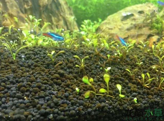 水草造景之我见-水草造景详细开缸教程及相关常见问题预防解答