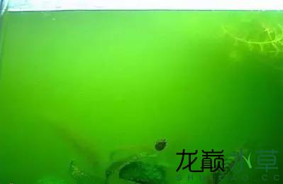 水草造景之我见-水草造景详细开缸教程及相关常见问题预防解答