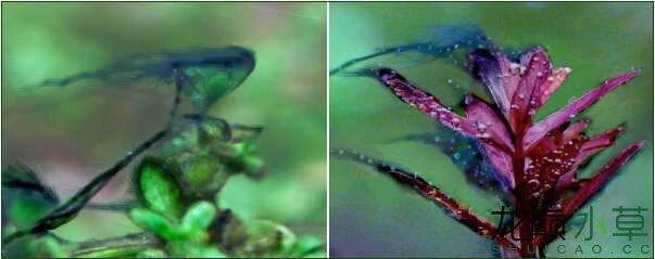 水草造景之我见-水草造景详细开缸教程及相关常见问题预防解答