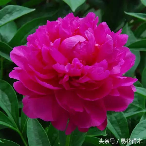 芍药名贵品种图片大全,芍药名贵品种紫袍金带