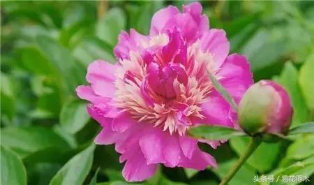 芍药名贵品种图片大全,芍药名贵品种紫袍金带