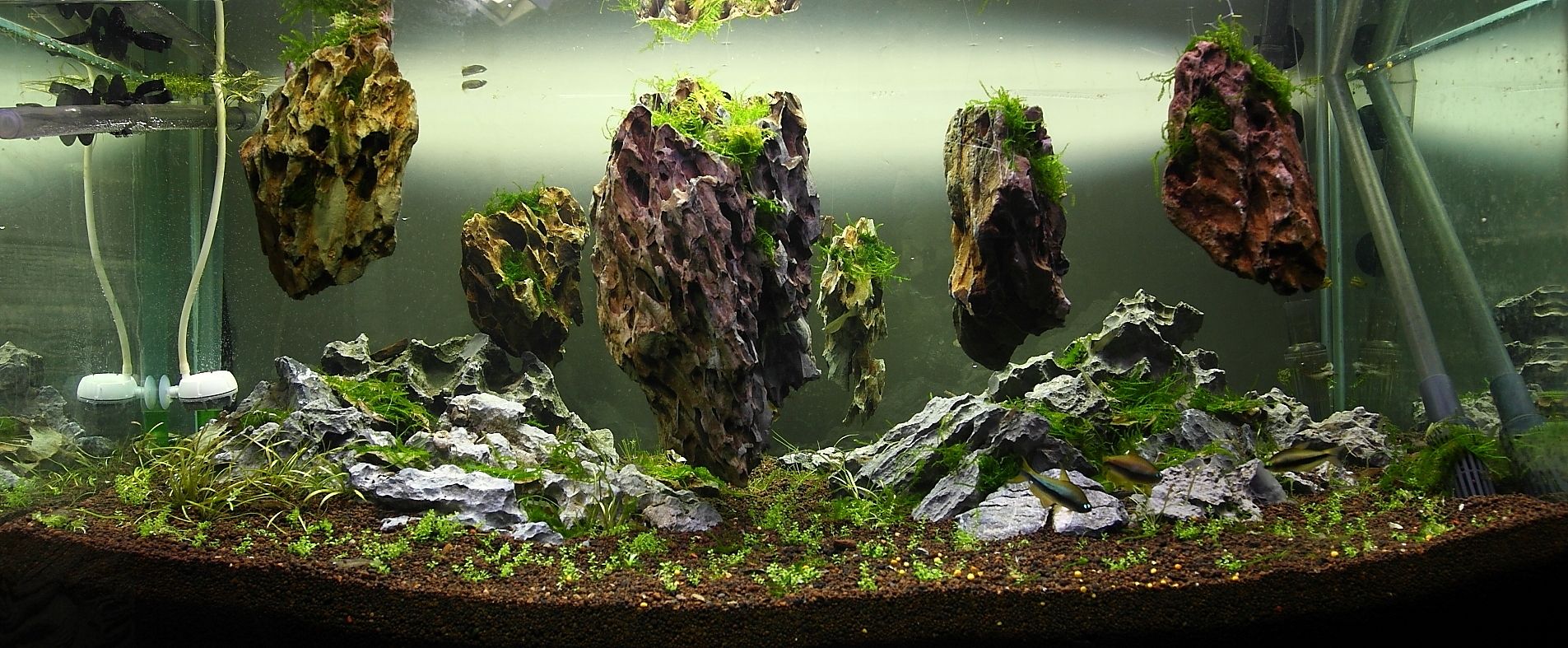 水草造景之我见-水草造景详细开缸教程及相关常见问题预防解答