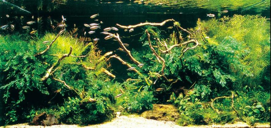 水草造景之我见-水草造景详细开缸教程及相关常见问题预防解答