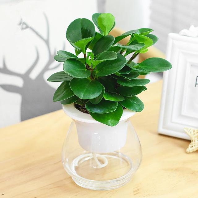 十种常见的水培植物推荐,超实用水培植物怎么养