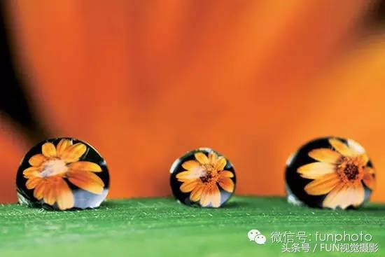 花卉创意摄影作品欣赏,花卉创意摄影十个技巧是什么