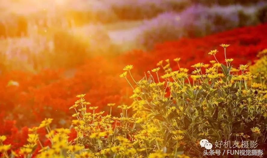 花卉创意摄影作品欣赏,花卉创意摄影十个技巧是什么