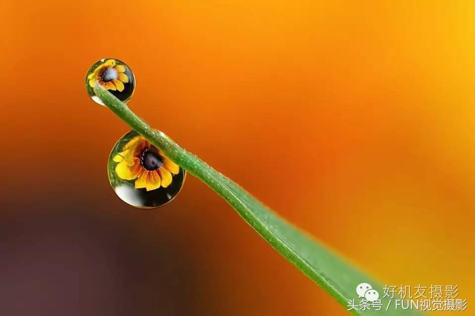 花卉创意摄影作品欣赏,花卉创意摄影十个技巧是什么