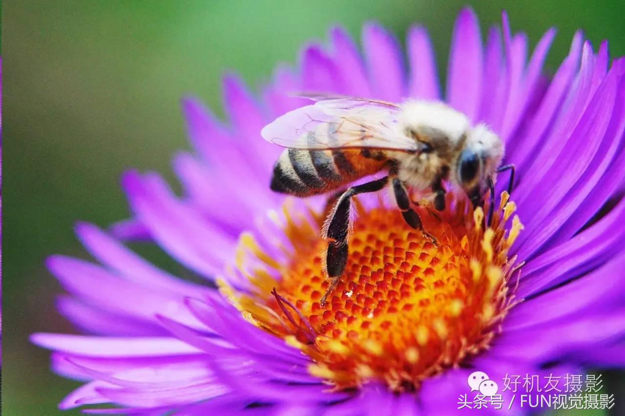 花卉创意摄影作品欣赏,花卉创意摄影十个技巧是什么