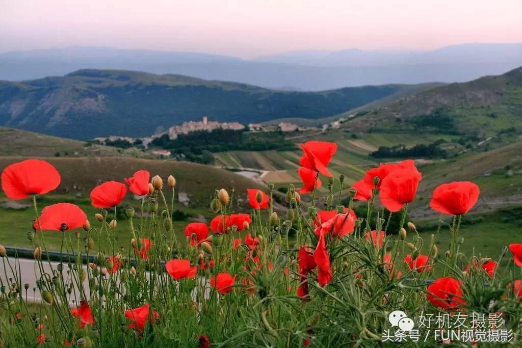 花卉创意摄影作品欣赏,花卉创意摄影十个技巧是什么