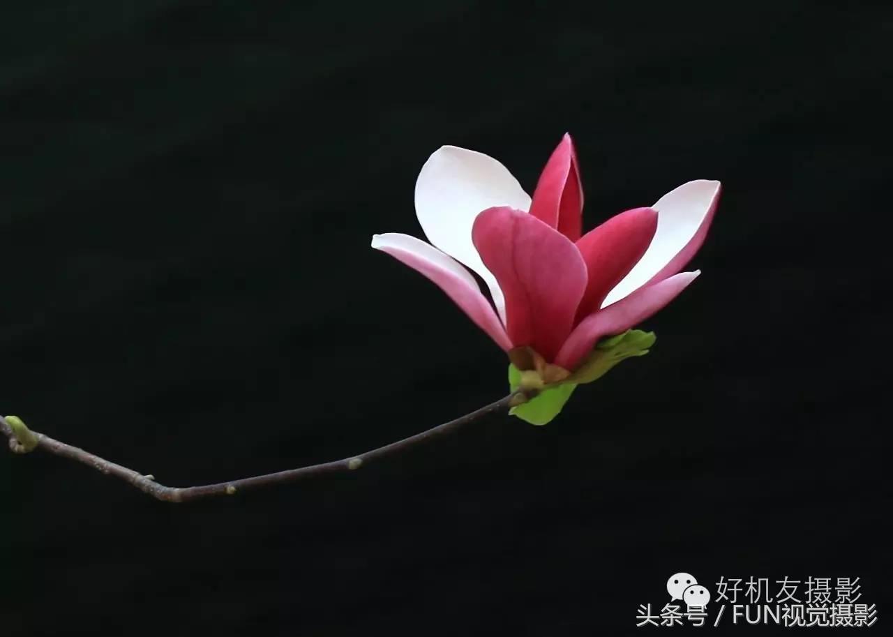 花卉创意摄影作品欣赏,花卉创意摄影十个技巧是什么