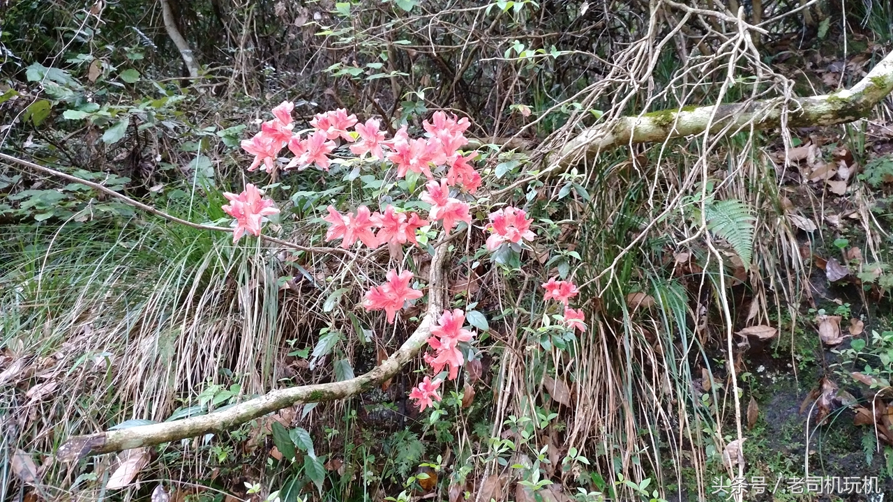 酷派s1最新改装,酷派改变者s1