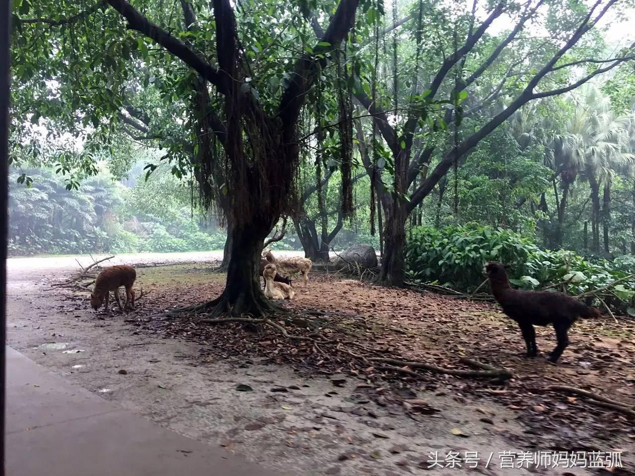 5.1带孩子去长隆推荐,带娃广东长隆欢乐世界游玩攻略