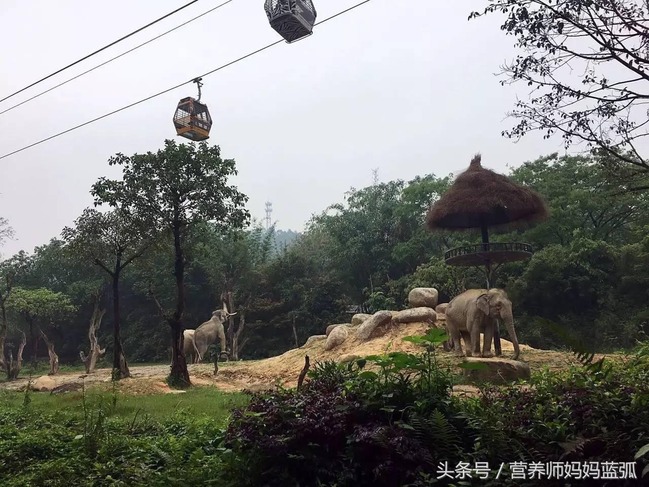 5.1带孩子去长隆推荐,带娃广东长隆欢乐世界游玩攻略