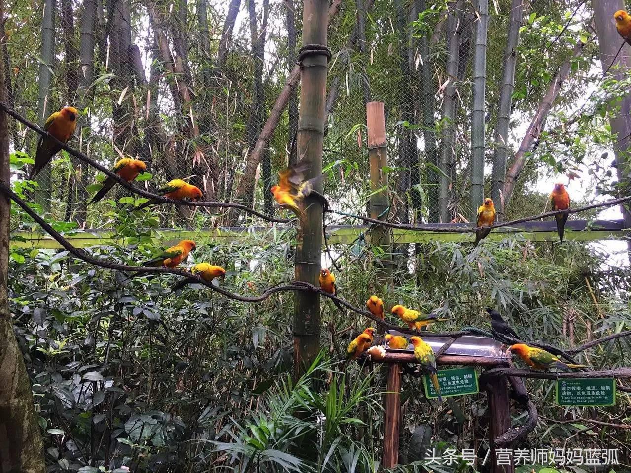 5.1带孩子去长隆推荐,带娃广东长隆欢乐世界游玩攻略