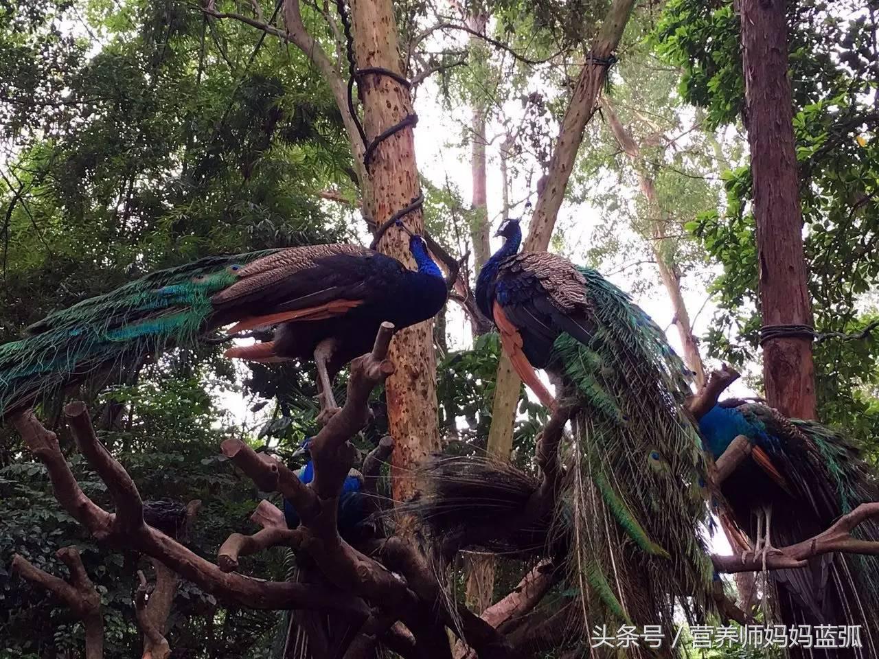 5.1带孩子去长隆推荐,带娃广东长隆欢乐世界游玩攻略